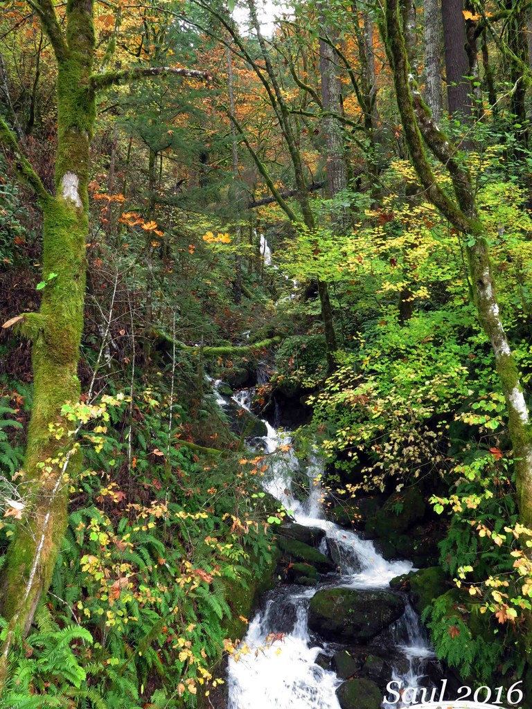 IP Road (former Yale Reservoir Logging Road) — Washington Trails